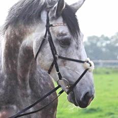 Anden særlig race C.G. Cool Cash