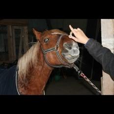 Anden særlig race Gucci:)