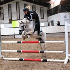 Welsh Pony (sec B) Lyngvejens Komet <3