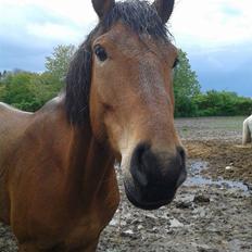 Anden særlig race Figaro