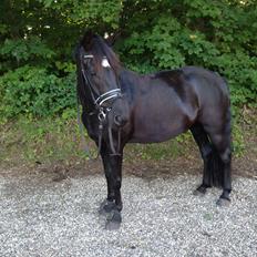 New Forest Stougårds Tucker