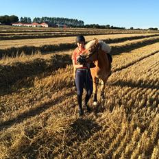 Haflinger Hestehovens Archibald