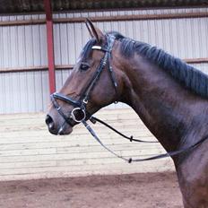 Dansk Varmblod Wolhøjgaards Kanzo