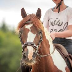 Pinto | Emir Ponygården | My best friend |