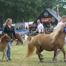 Shetlænder Thorshøjs Bondo