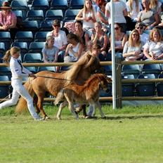 Shetlænder Thorshøjs Bondo