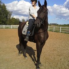 Dansk Varmblod Chasmin