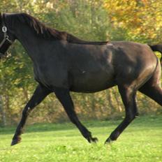 Pinto Kilgast's Nobell