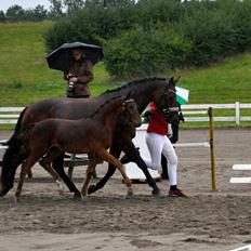 Dansk Varmblod Don Ron'Laccoy