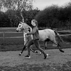 Welsh Pony (sec B) Bjerregårds May Flower