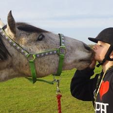 Hollandsk Sportspony Moonshine<3