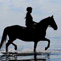 Anden særlig race Pony Gammelby <3