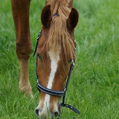 Frederiksborg Vejvads Chanel