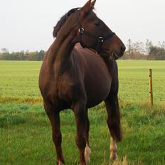 Holstener Gørklintgårds Online