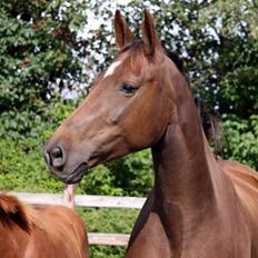 Holstener Gørklintgårds Online