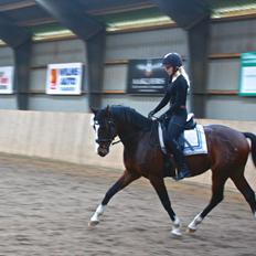 Dansk Varmblod Butler 227