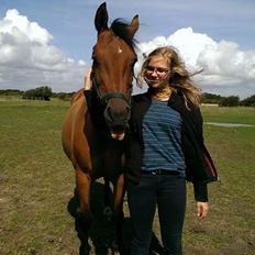 Anden særlig race La Cour (Deutsches Reitpferd/Hessisches Warmblut)