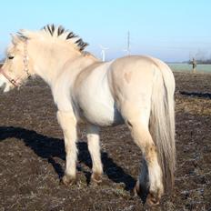 Fjordhest Møllebjergs bella