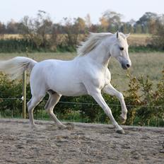 Shagya Araber (SH) Seagal Bajar