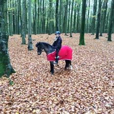 Welsh Pony (sec B) Bjerregårds felix (solgt)