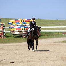 Dansk Varmblod Le Miserable