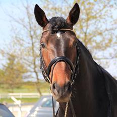 Dansk Varmblod Le Miserable