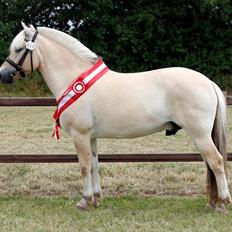 Fjordhest Rocco Vårby