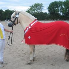 Fjordhest Rocco Vårby