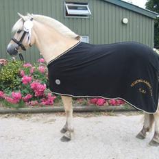 Fjordhest Rocco Vårby