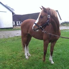 New Forest Røde Racer