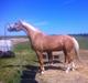 Palomino Heimdals Joy Of Gold