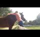 Anden særlig race *R.I.P* Virginia AKA. Vega. [Himmelhest]