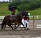 Dansk Varmblod Don Ron'Laccoy