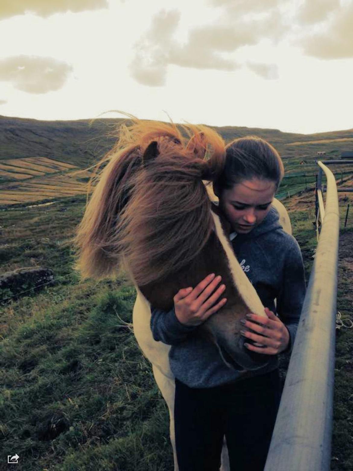 Islænder Háreki frá Marknaragili billede 6