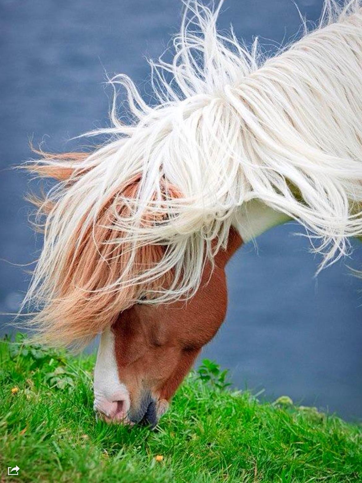 Islænder Háreki frá Marknaragili - Photoshoot. billede 7