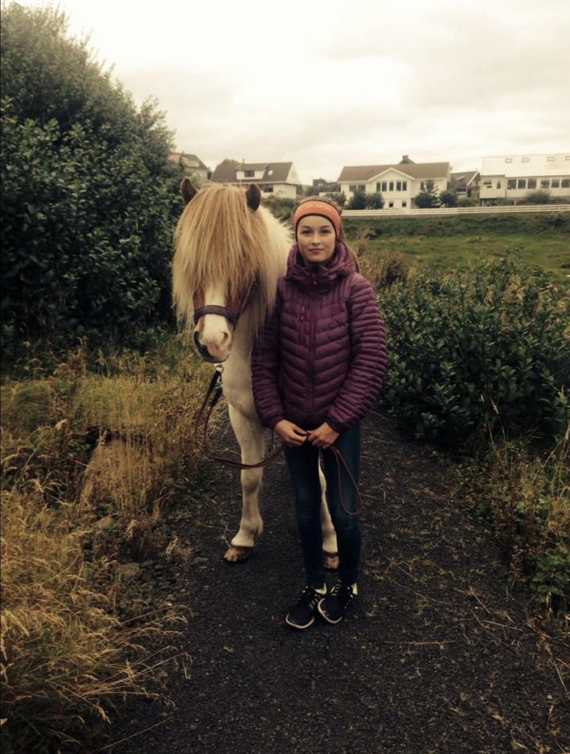 Islænder Háreki frá Marknaragili billede 9