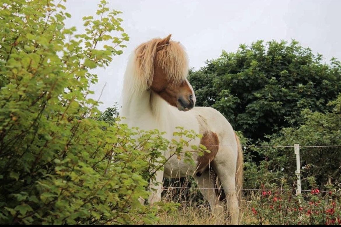 Islænder Háreki frá Marknaragili billede 8