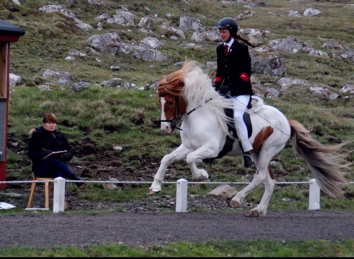 Islænder Háreki frá Marknaragili billede 10