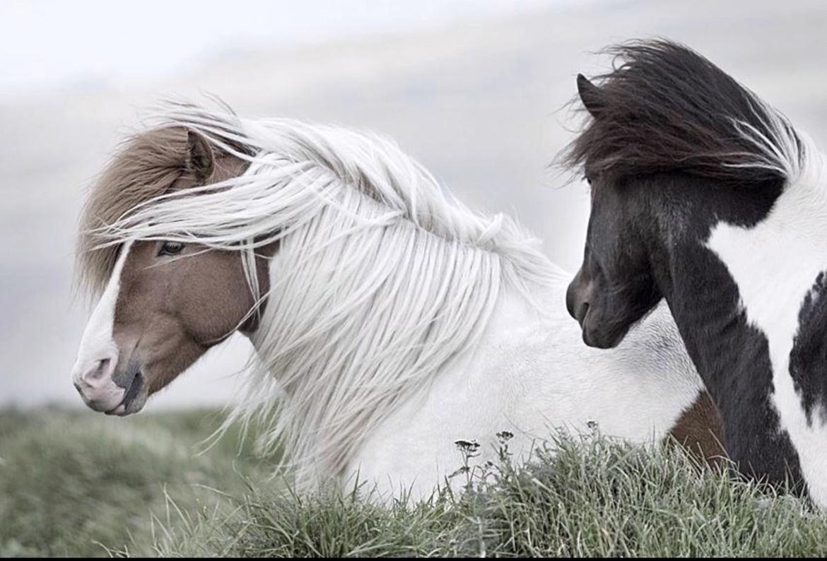 Islænder Háreki frá Marknaragili - Photoshoot. billede 13