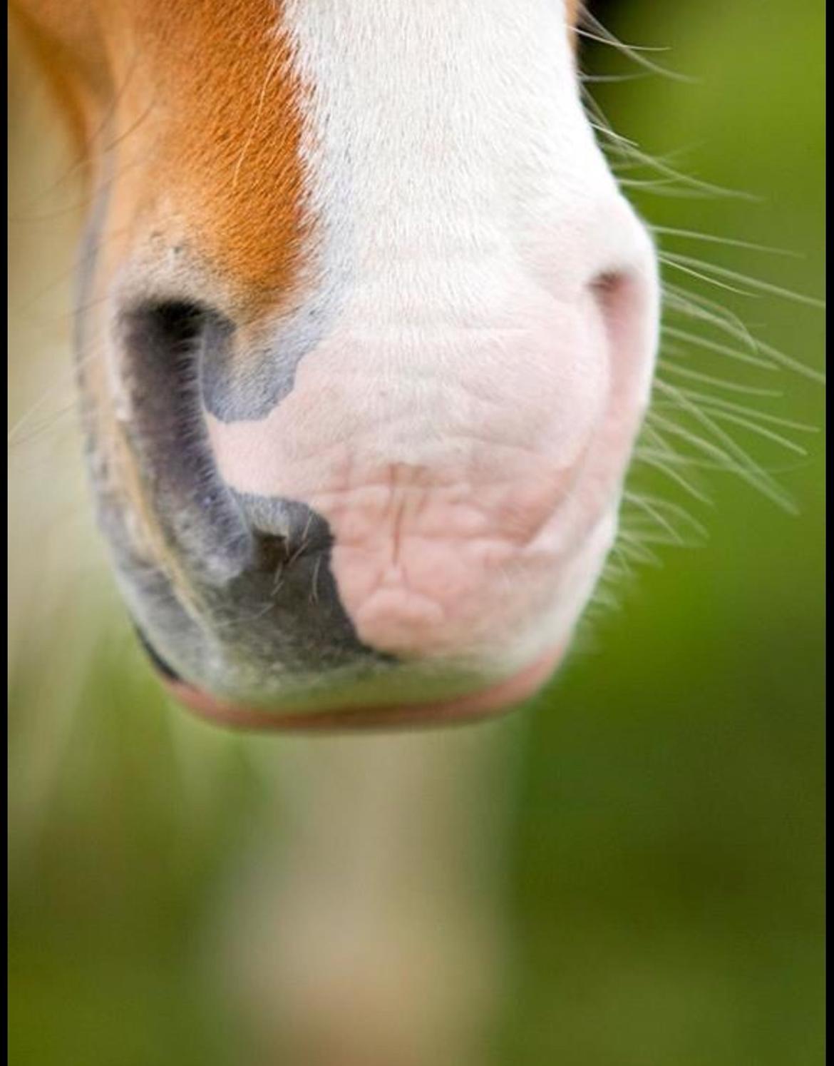 Islænder Háreki frá Marknaragili - Photoshoot. billede 14