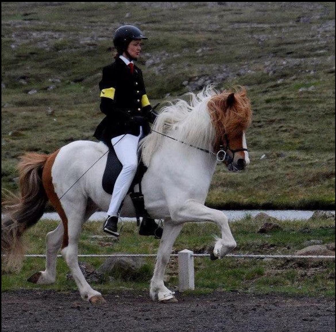 Islænder Háreki frá Marknaragili billede 11