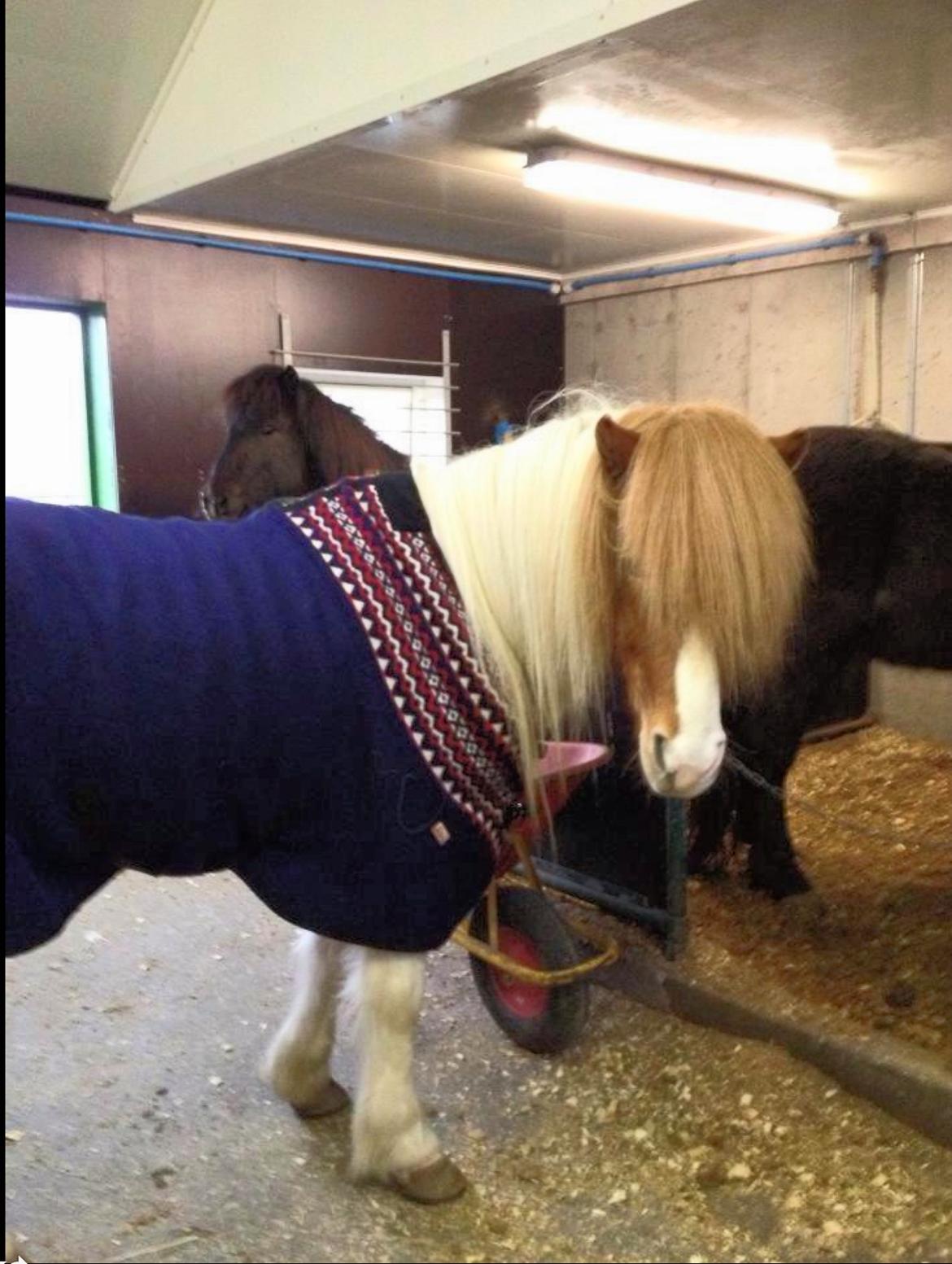 Islænder Háreki frá Marknaragili - Gøres klar til at stå model for Siri :) billede 15