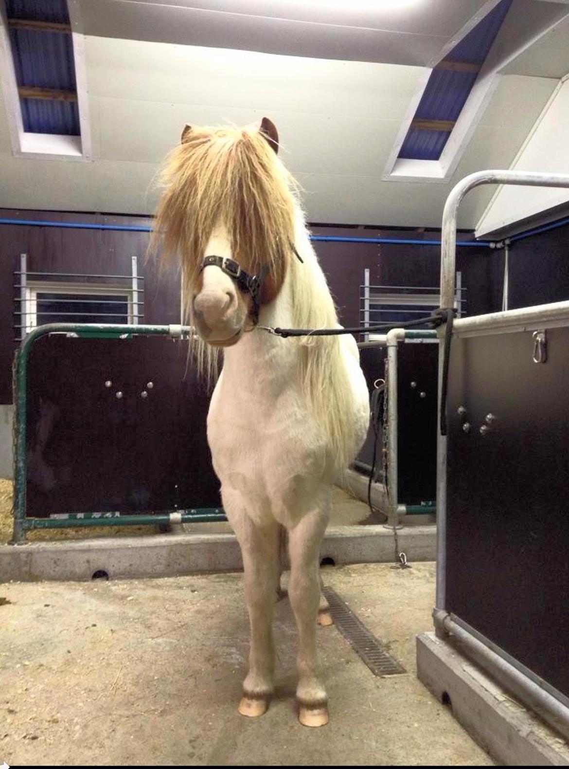 Islænder Háreki frá Marknaragili billede 16