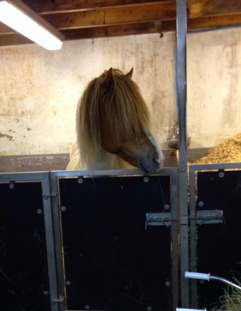 Islænder Háreki frá Marknaragili billede 18