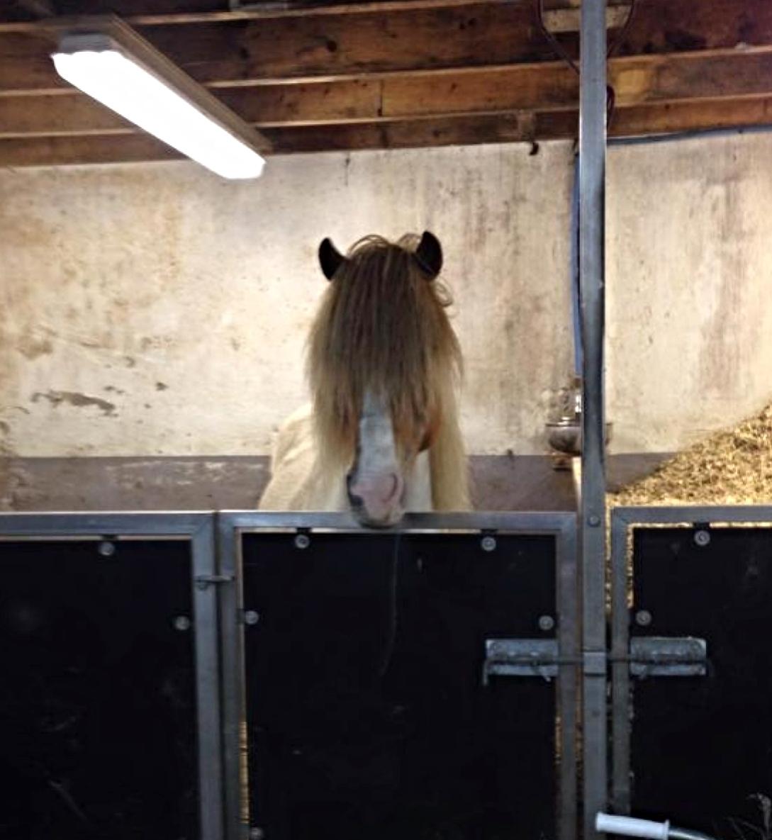 Islænder Háreki frá Marknaragili billede 17