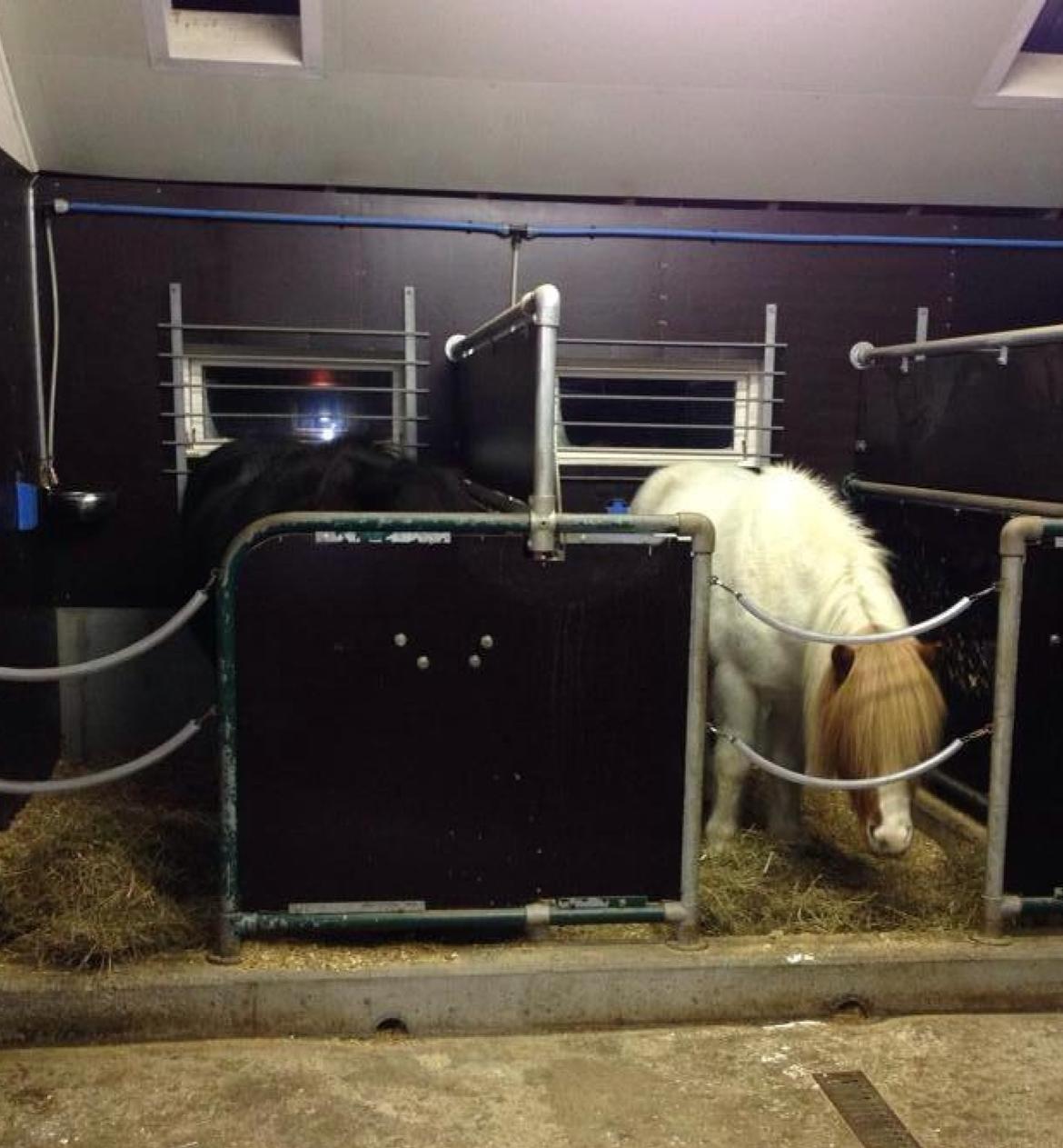 Islænder Háreki frá Marknaragili billede 19