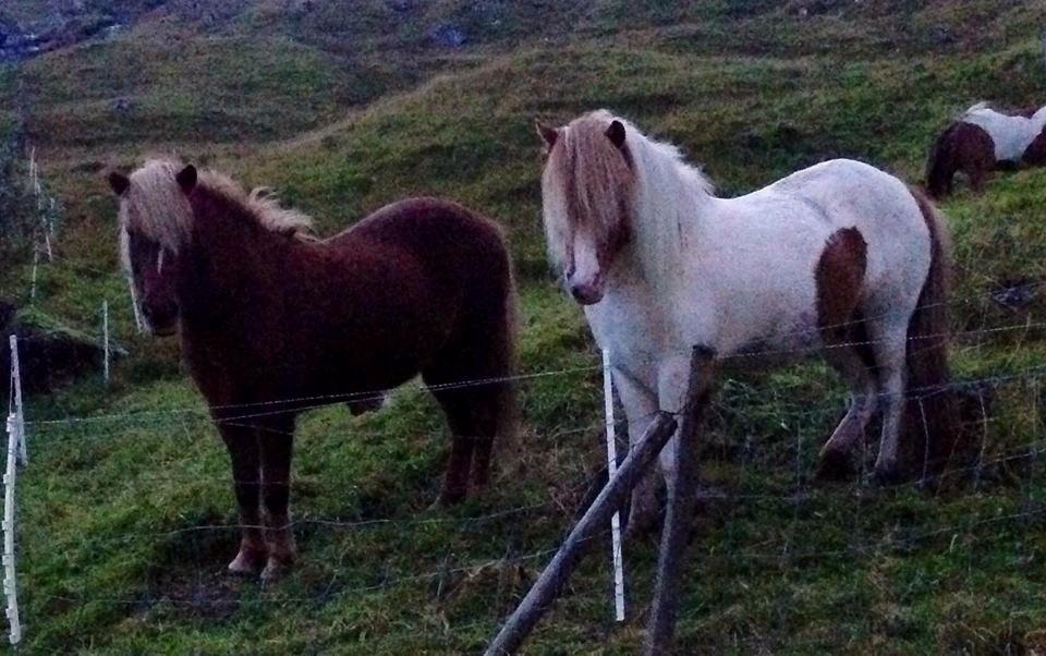 Islænder Háreki frá Marknaragili - Háreki og Sæla. billede 20