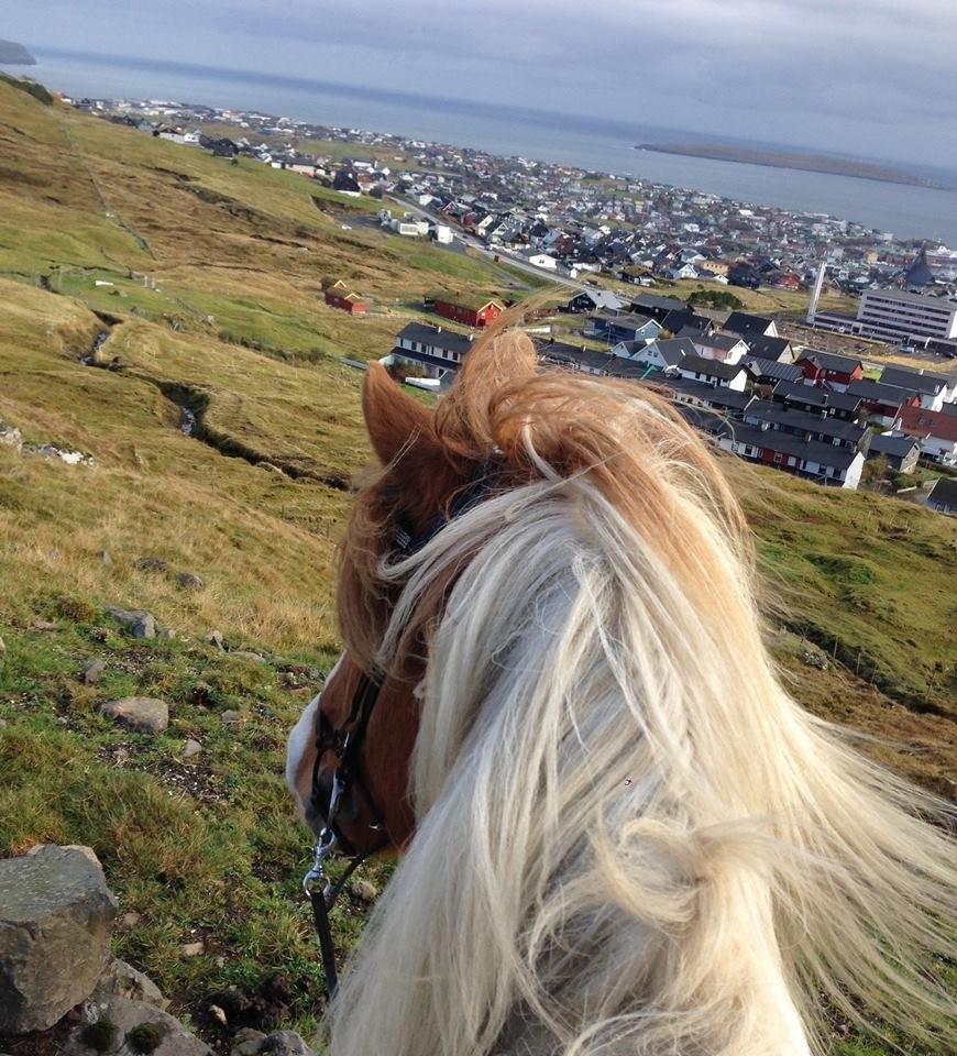 Islænder Háreki frá Marknaragili billede 12