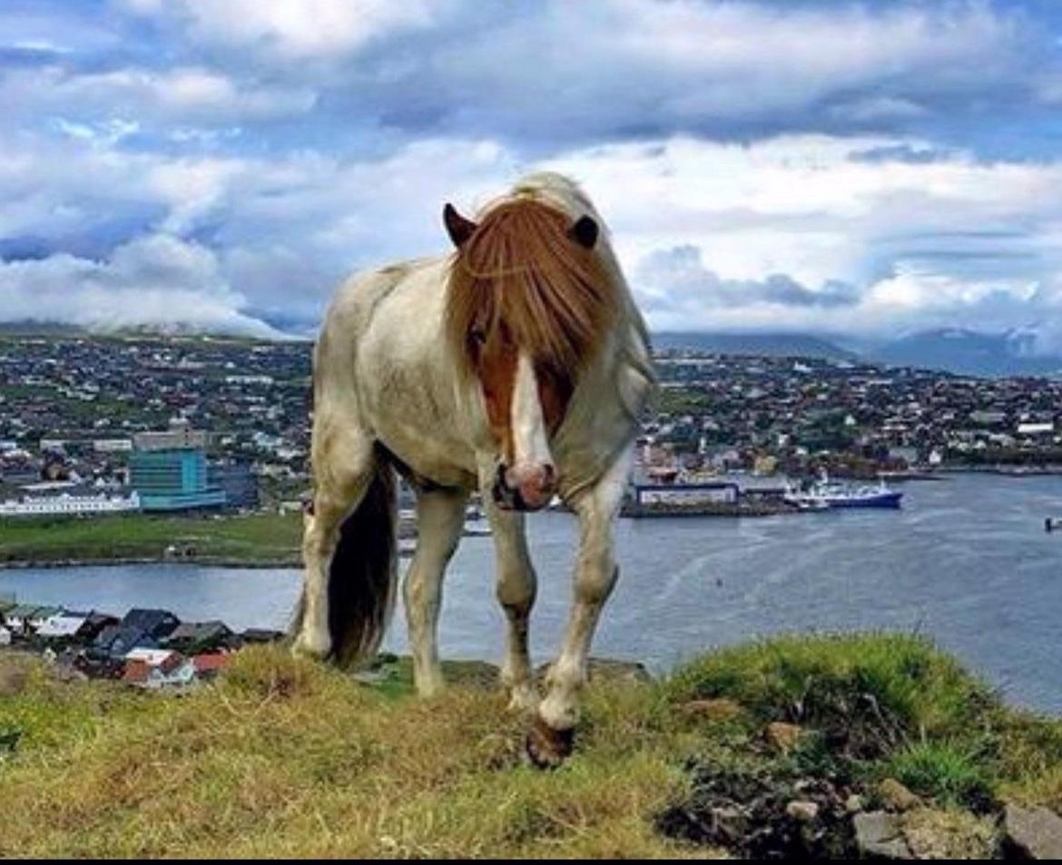 Islænder Háreki frá Marknaragili billede 1