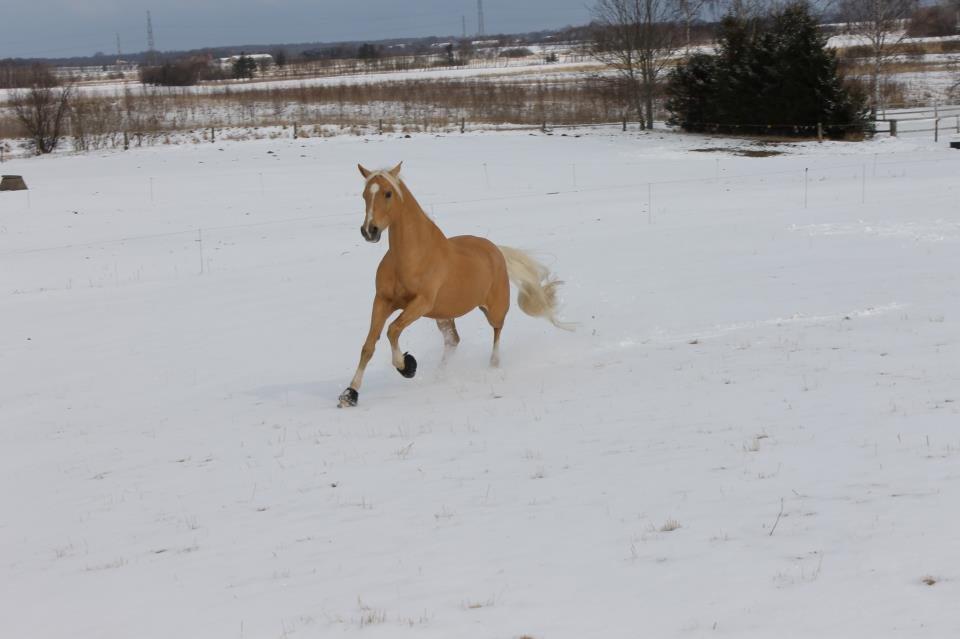 Palomino RAINBOW FIRE ON ICE billede 19